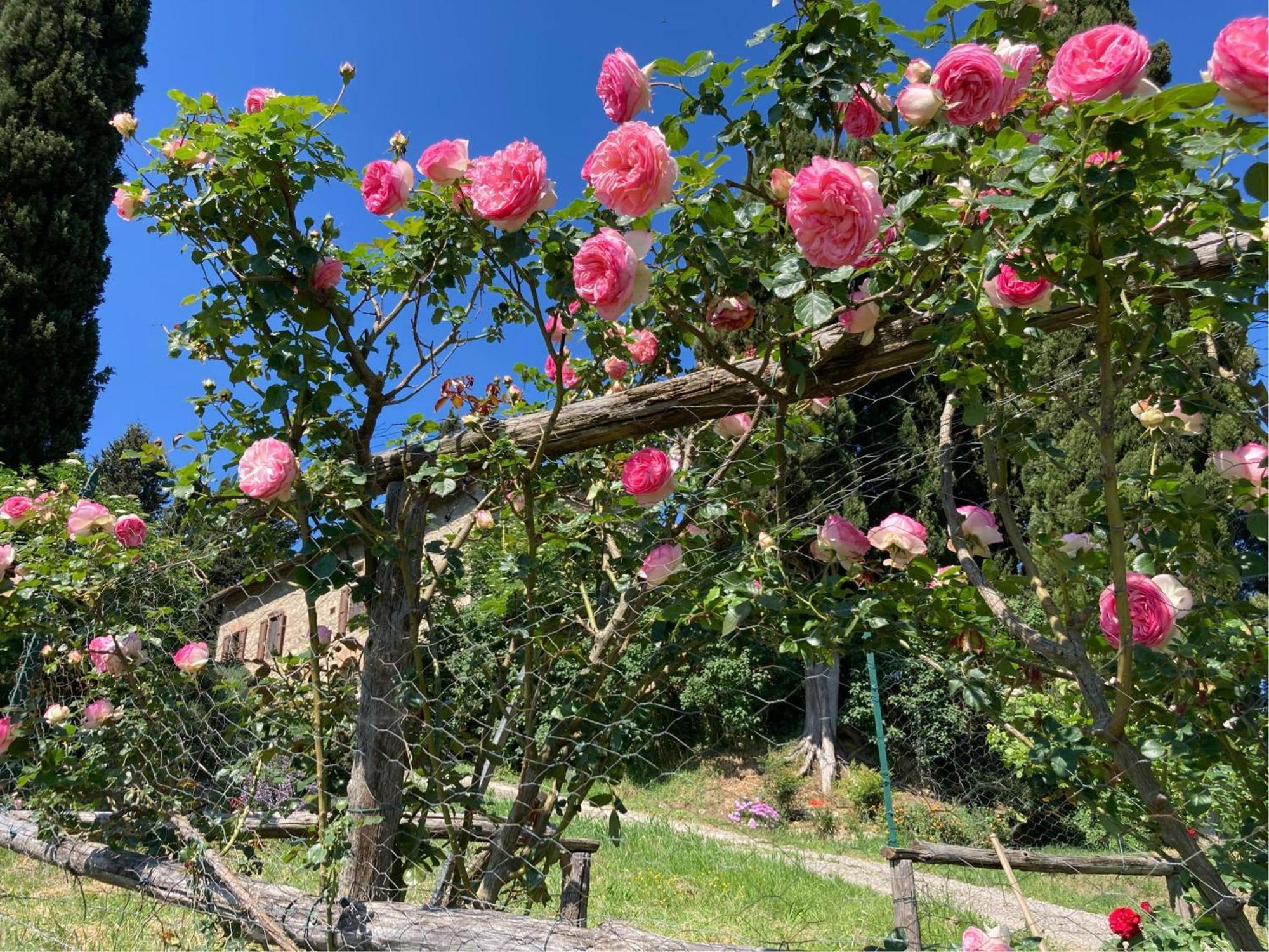 Agriturismo Il Caio Четона Екстериор снимка