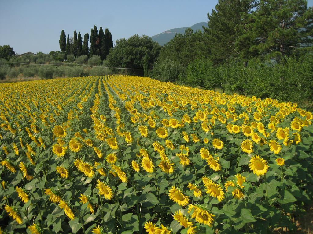 Agriturismo Il Caio Четона Екстериор снимка